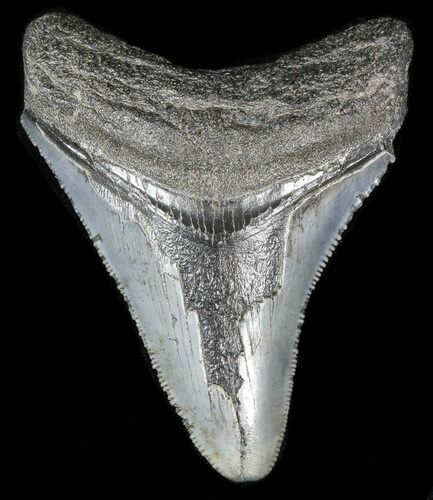 Serrated, Juvenile Megalodon Tooth - South Carolina #45829